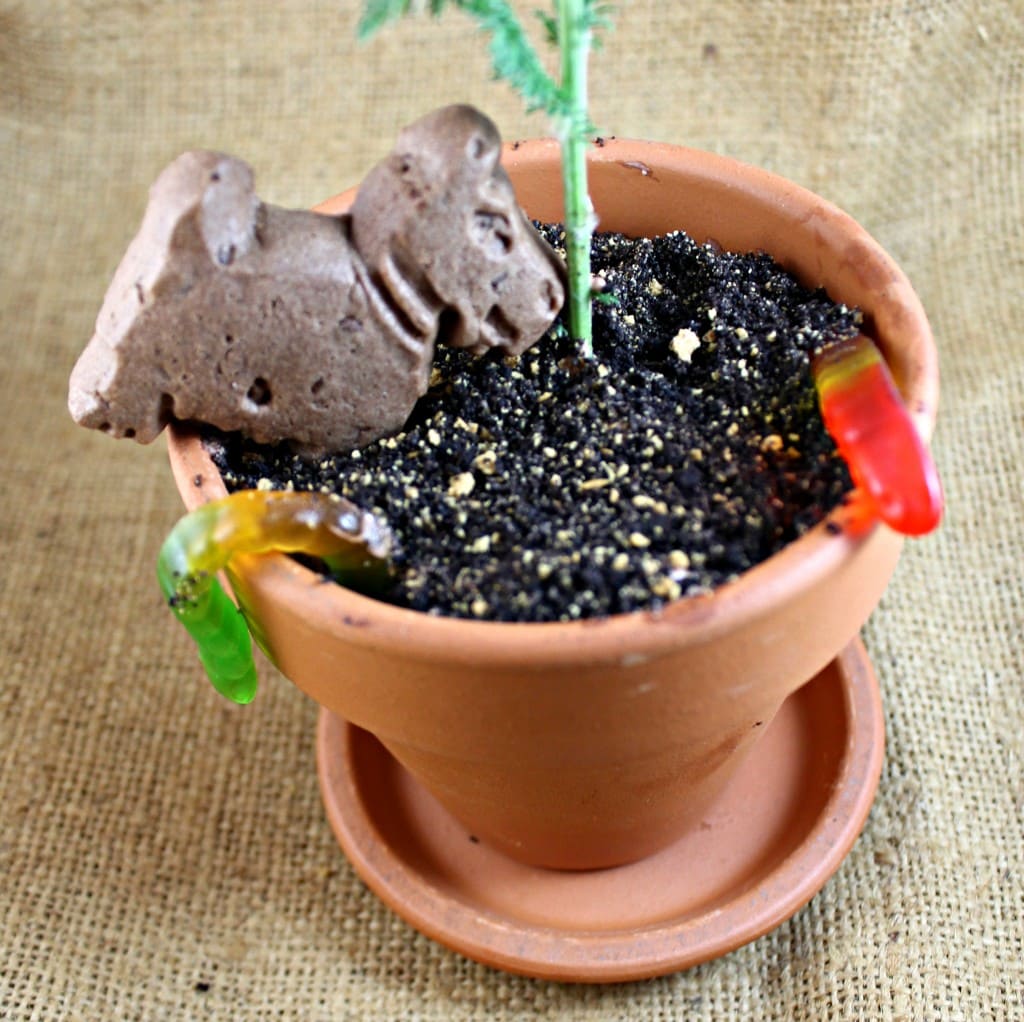 "Dirt" Cake Flower Pots Recipe I Can Cook That I Can Cook That